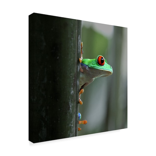 Dana Brett Munach 'Red Eyed Tree Frog' Canvas Art,14x14